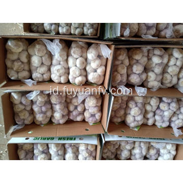 Bawang putih putih normal ke Timur Tengah